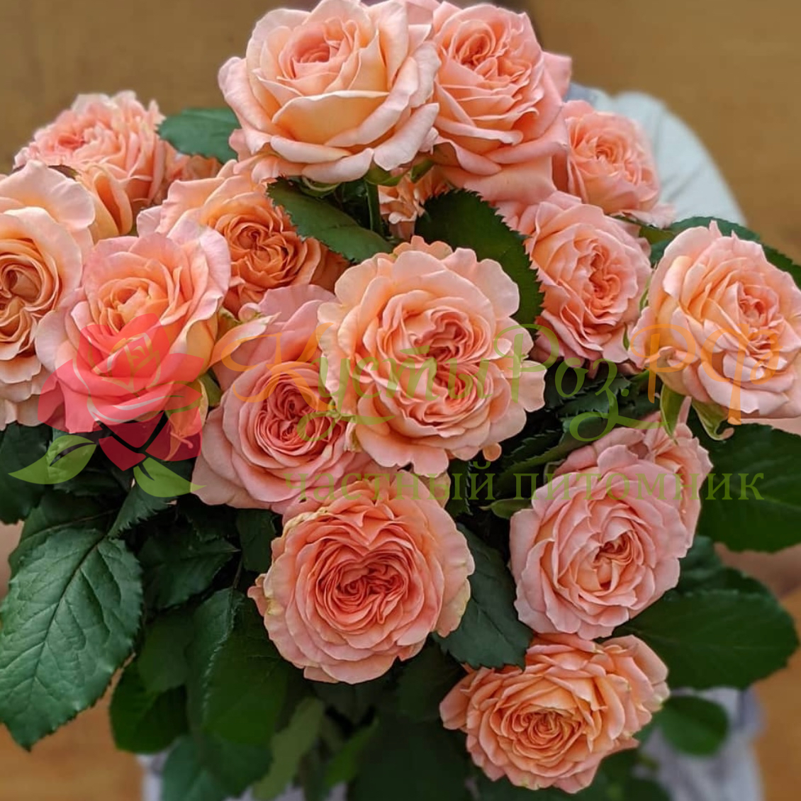 Априкот Лейс (Apricot Lace) в Владивостоке