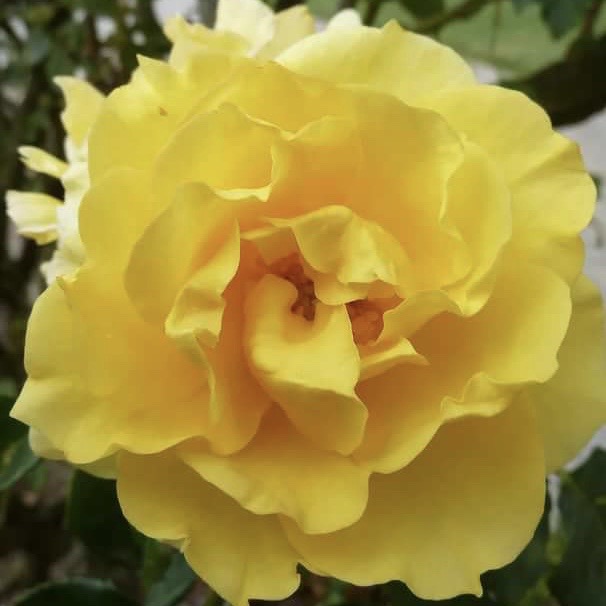 Голдштерн (Goldstern ) в Владивостоке