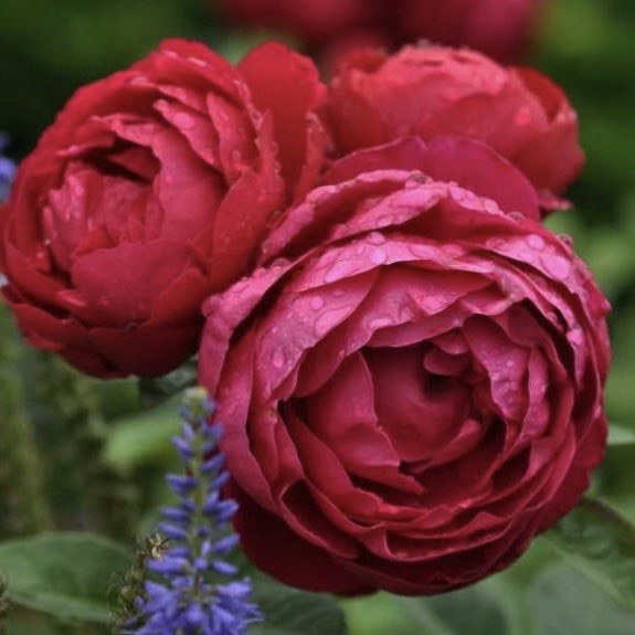 Аскот (Ascot ) в Владивостоке