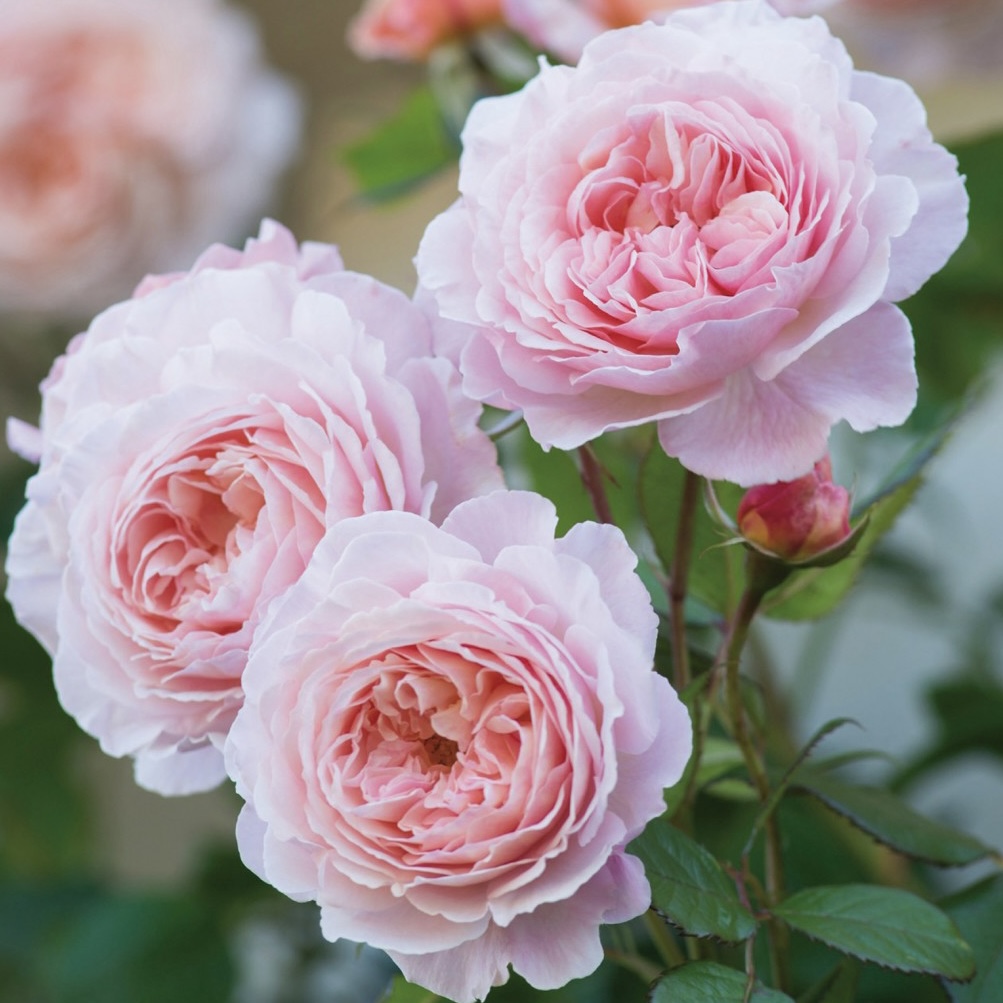 Э Шропшир Лэд  (A Shropshire Lad) в Владивостоке