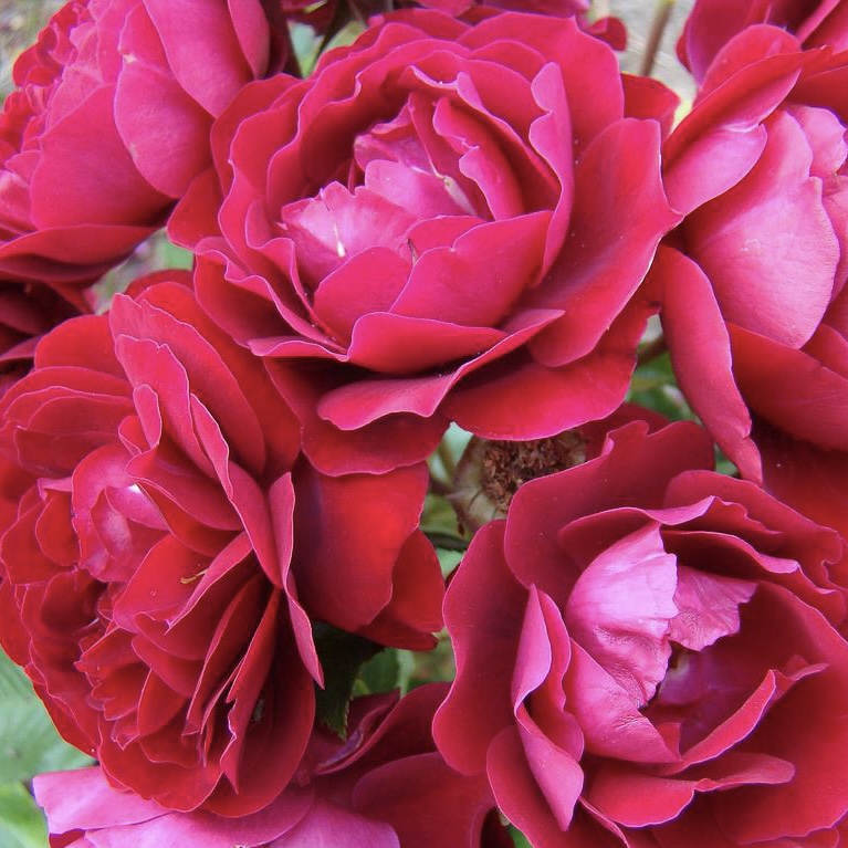 Ред Абунданс (Red Abundance) в Владивостоке
