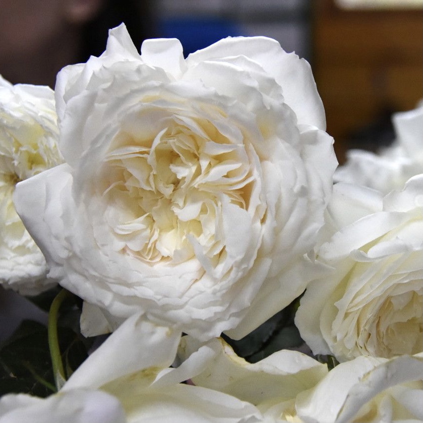 Шилаби в Владивостоке