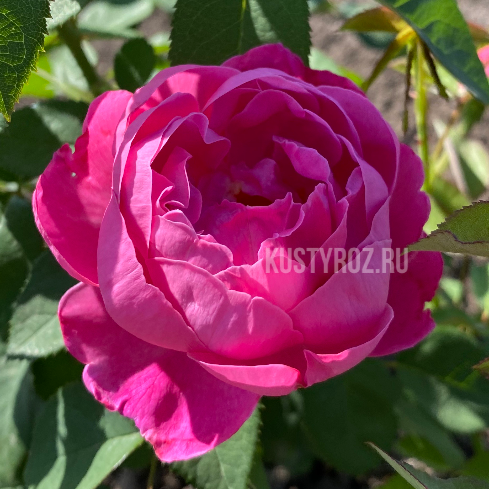 Роял Джубили в Владивостоке