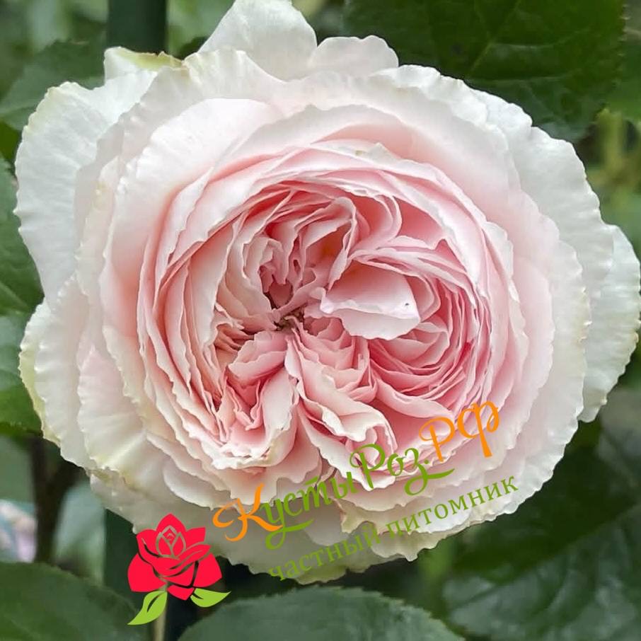 Хиори (Hiyori) в Владивостоке