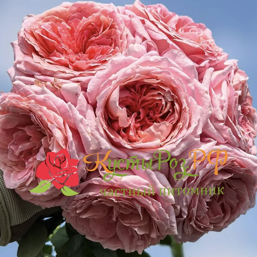 Анна-Софи Пик (Anne-Sophie Pic) в Владивостоке