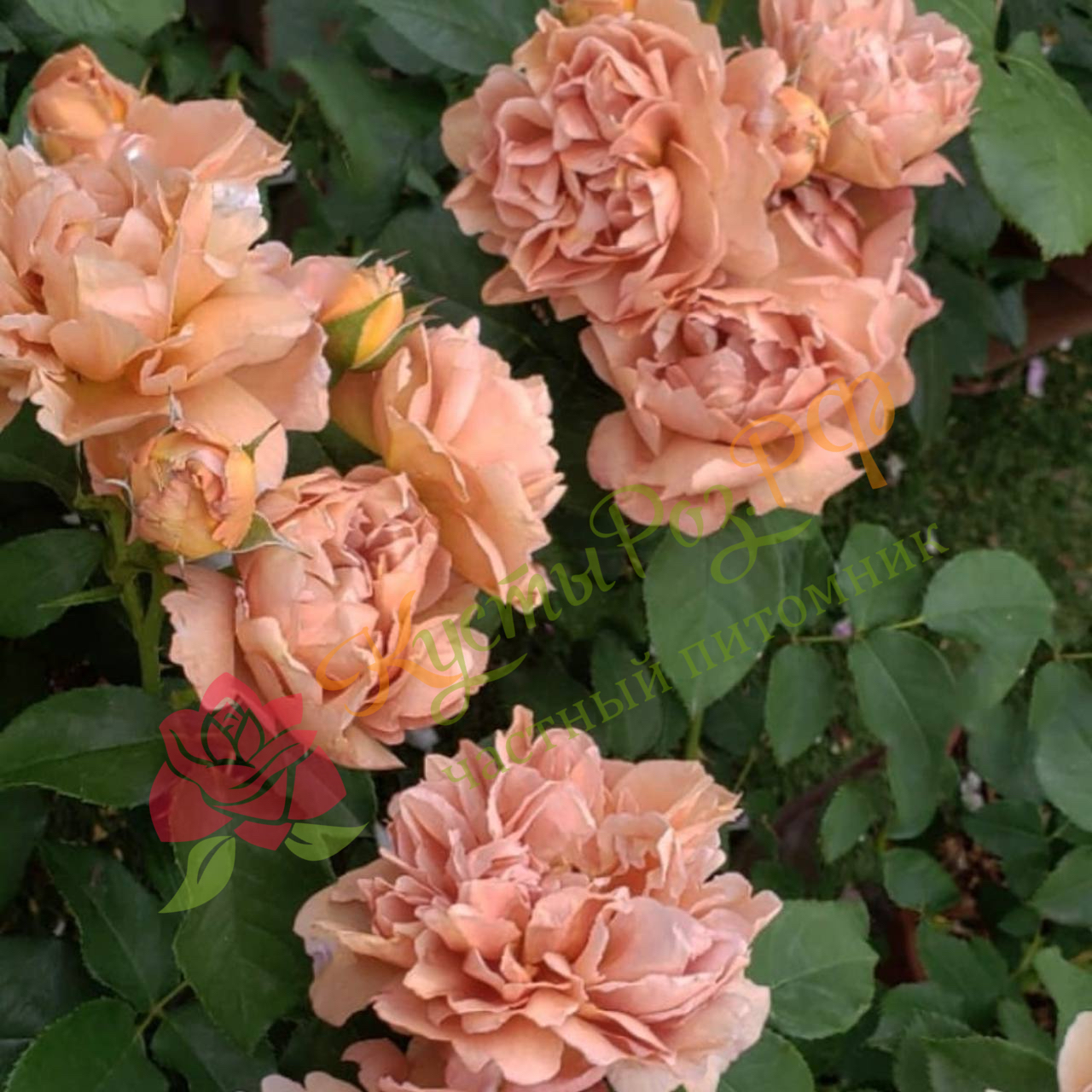 Кафе (Cafe) в Владивостоке