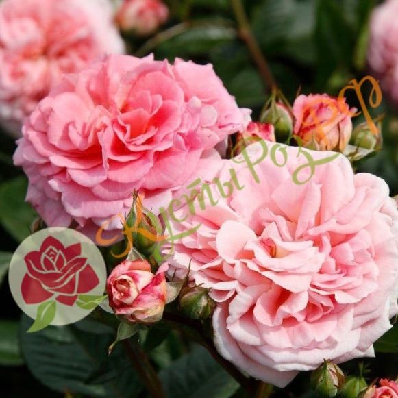 Амаретто (Amaretto) в Владивостоке