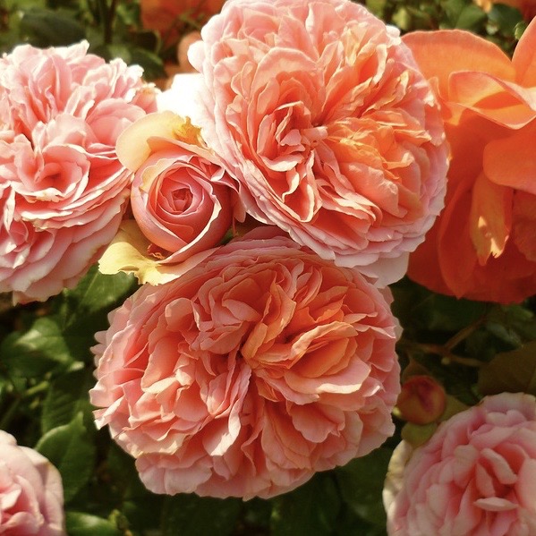 Чиппендейл  (Chippendale) в Владивостоке