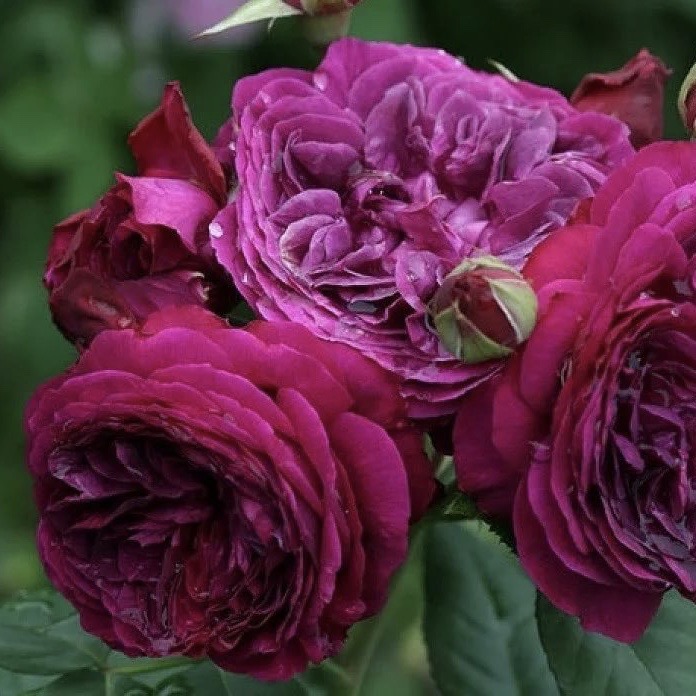 Пёрпл Лодж (Purple Lodge) в Владивостоке