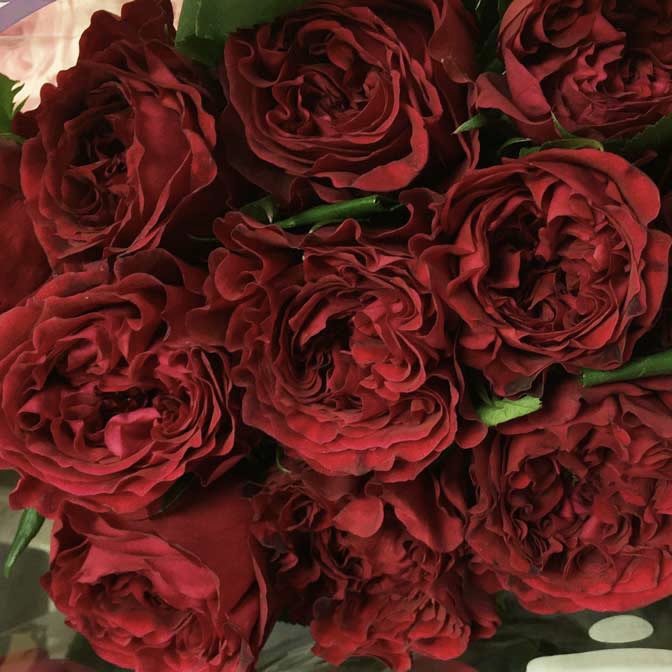 Тесс в Владивостоке