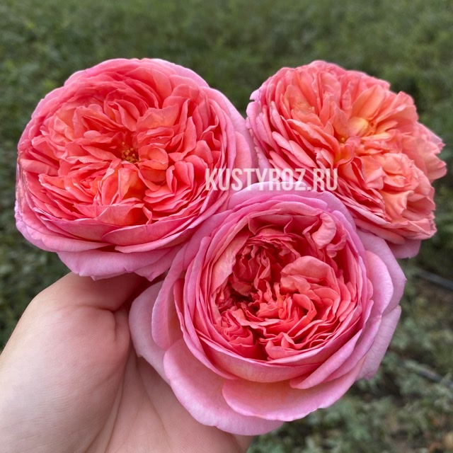 Абрахам дерби (Abraham Darby) в Владивостоке