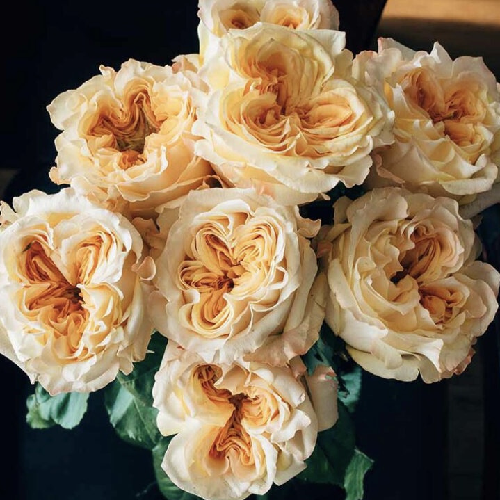 Веддинг Экспрешн  (Wedding X-Pression) в Владивостоке