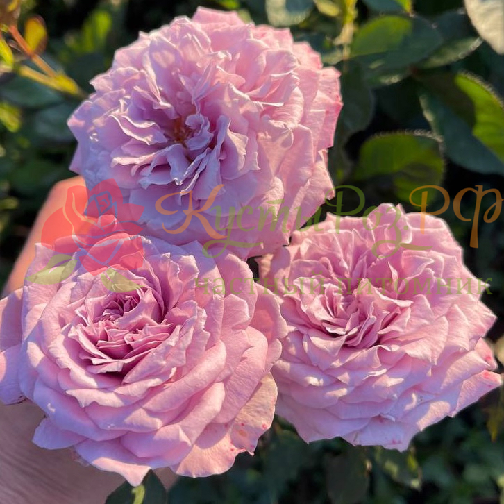 Лавендер Кристалл (Lavender Crystal) в Владивостоке