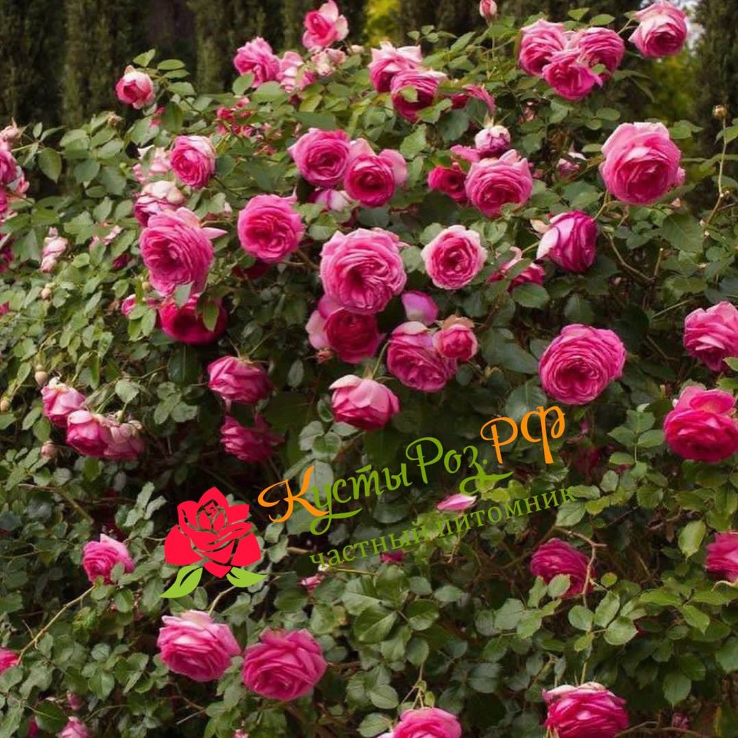 Цикламен Пьер де Ронсар (Cyclamen Pierre de Ronsard) в Владивостоке