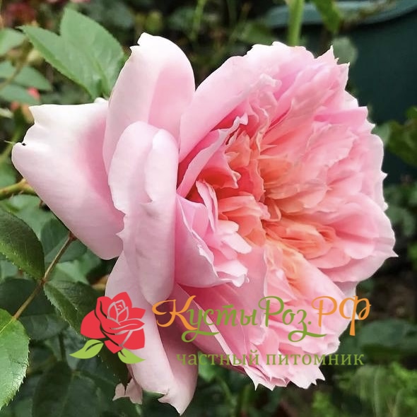 Шоне Мейд (Schone Maid) в Владивостоке