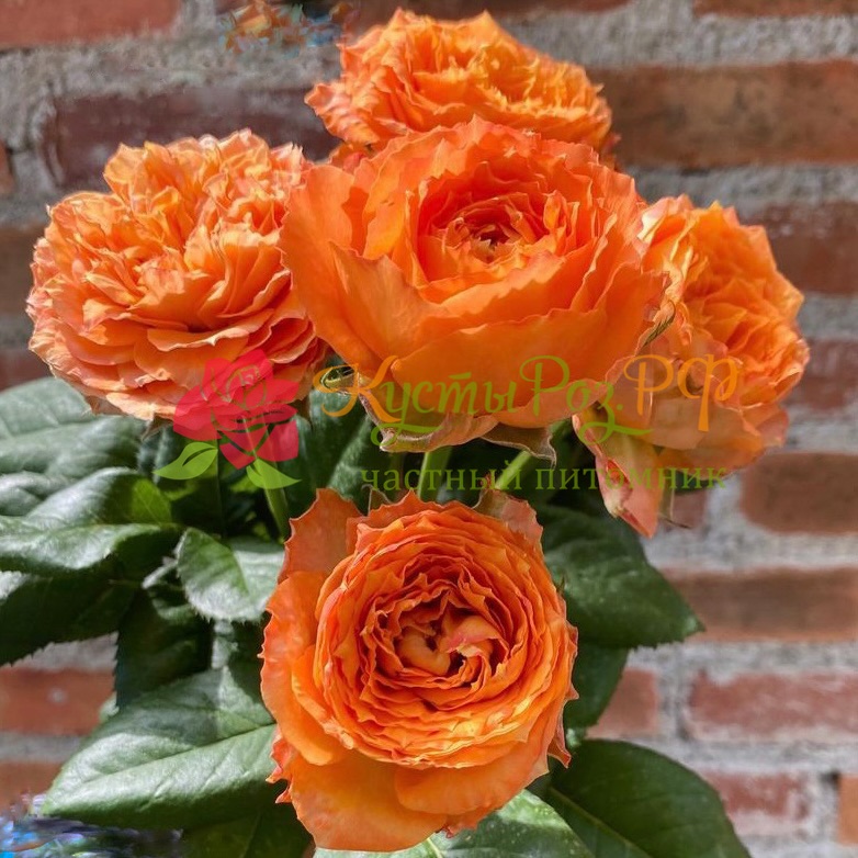 Оранж Романтика (Orange Romantica) в Владивостоке