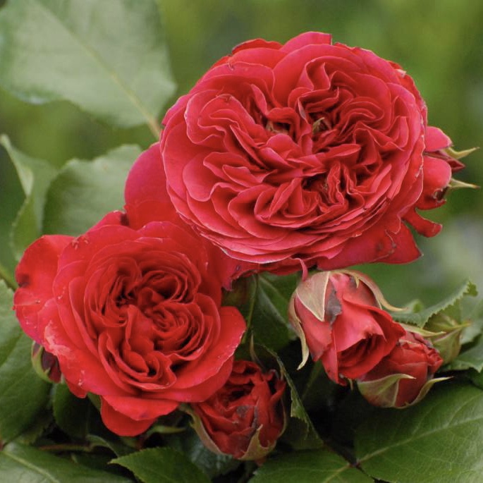 Ред Леонардо да Винчи в Владивостоке