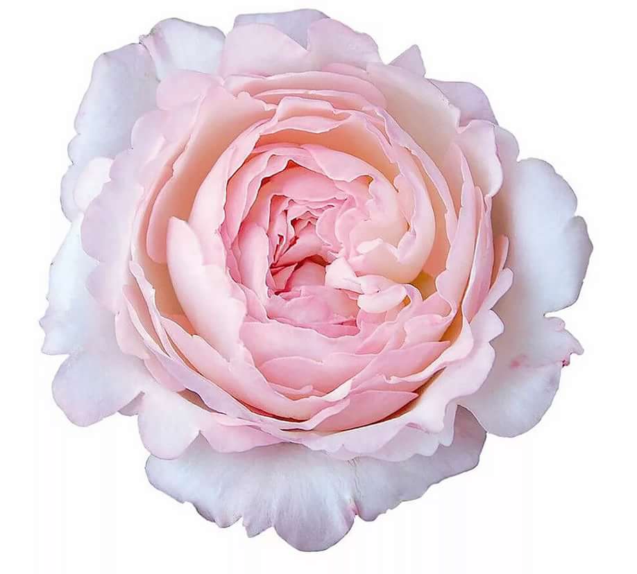 Кейра в Владивостоке