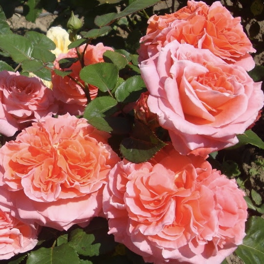 Нотр Дам дю Розер  (Notre Dame du Rosaire) в Владивостоке