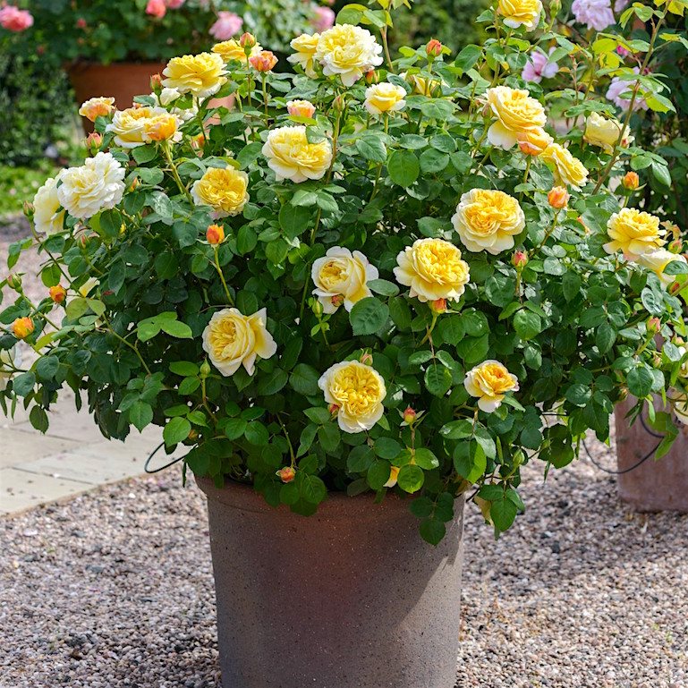 Чарльз Дарвин в Владивостоке