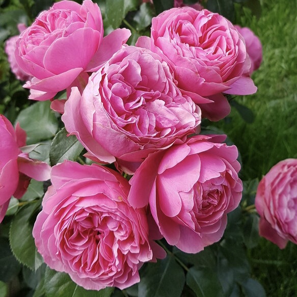 Леонардо да Винчи в Владивостоке