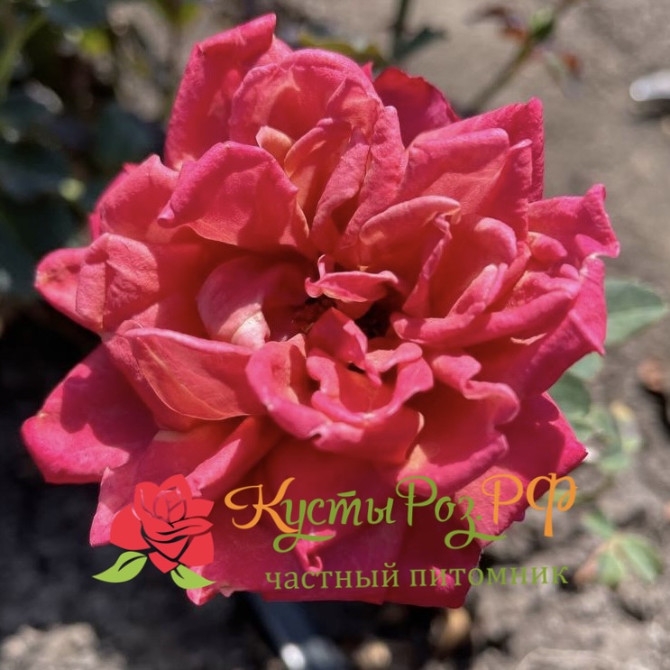 Ча-Ча (Cha-Cha) в Владивостоке