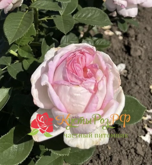 Эмейзинг Грейс (Amazing Grace) в Владивостоке