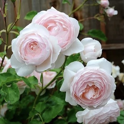 Херитейдж (Heritage) в Владивостоке