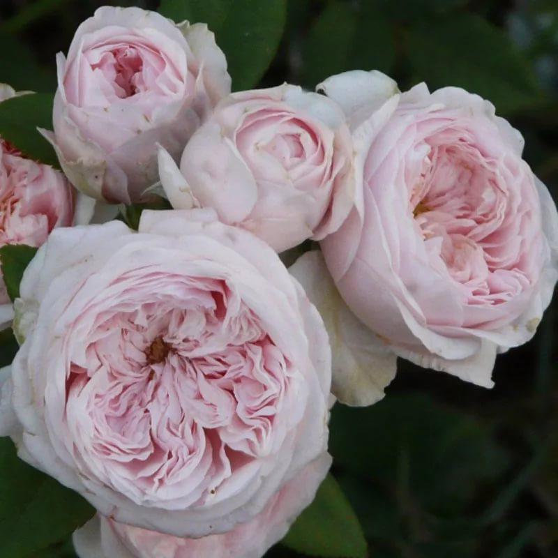 Клер Роуз (Claire Rose) в Владивостоке