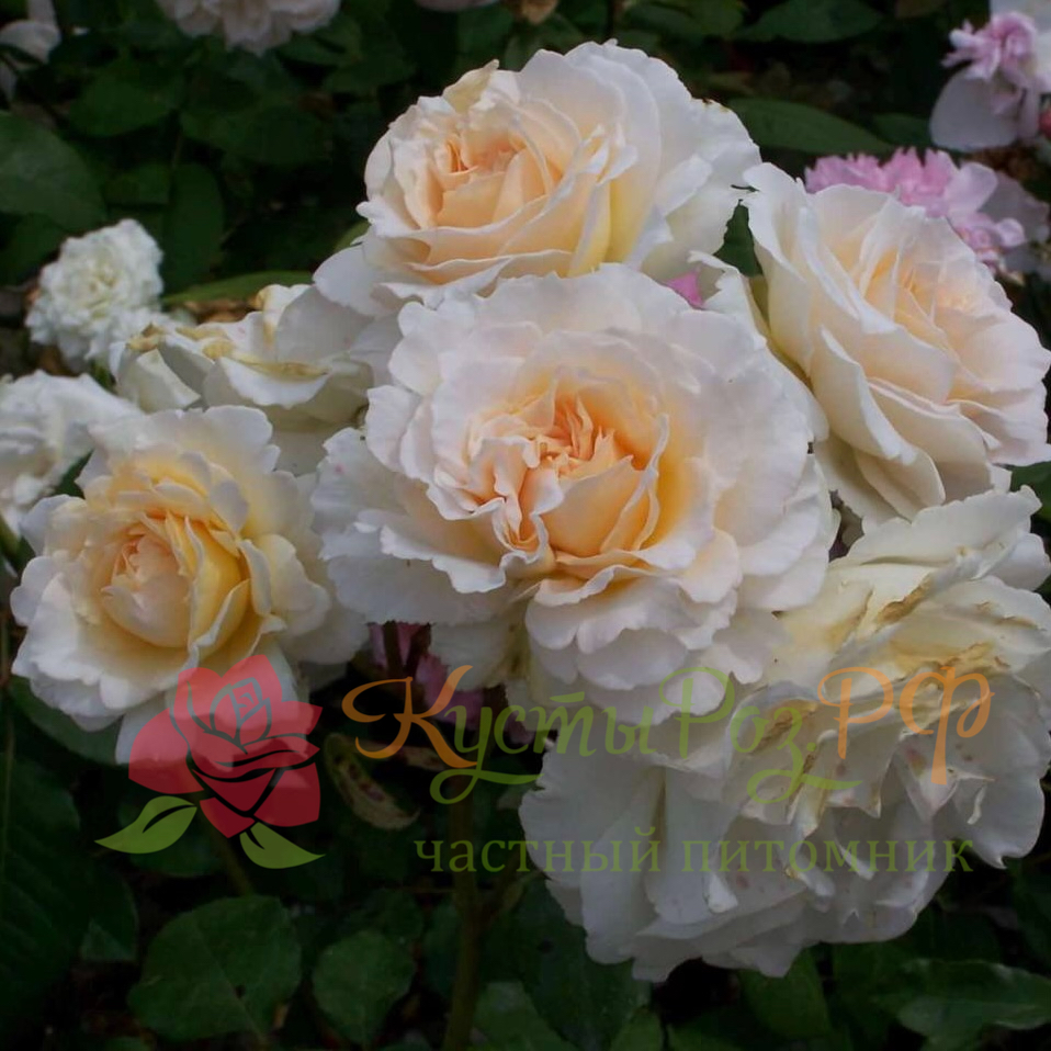 Пустыния (Poustinia) в Владивостоке