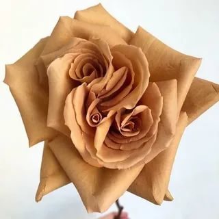 Тоффи в Владивостоке