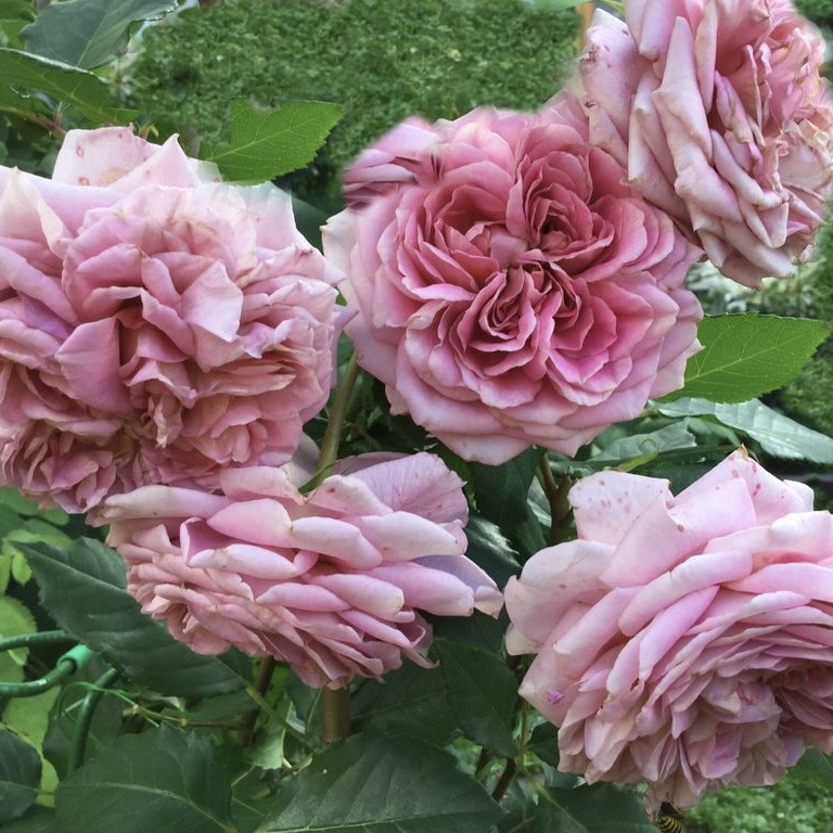 Французское Платье в Владивостоке