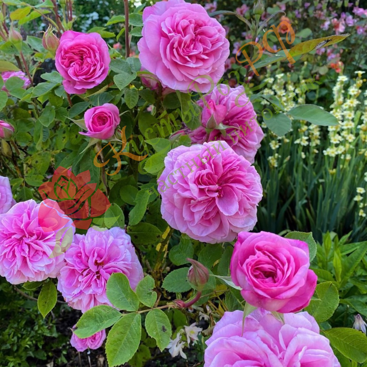 Гертруда Джекилл (Gertrude Jekyll) в Владивостоке