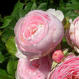 Джефф Гамильтон (Geoff Hamilton) в Владивостоке