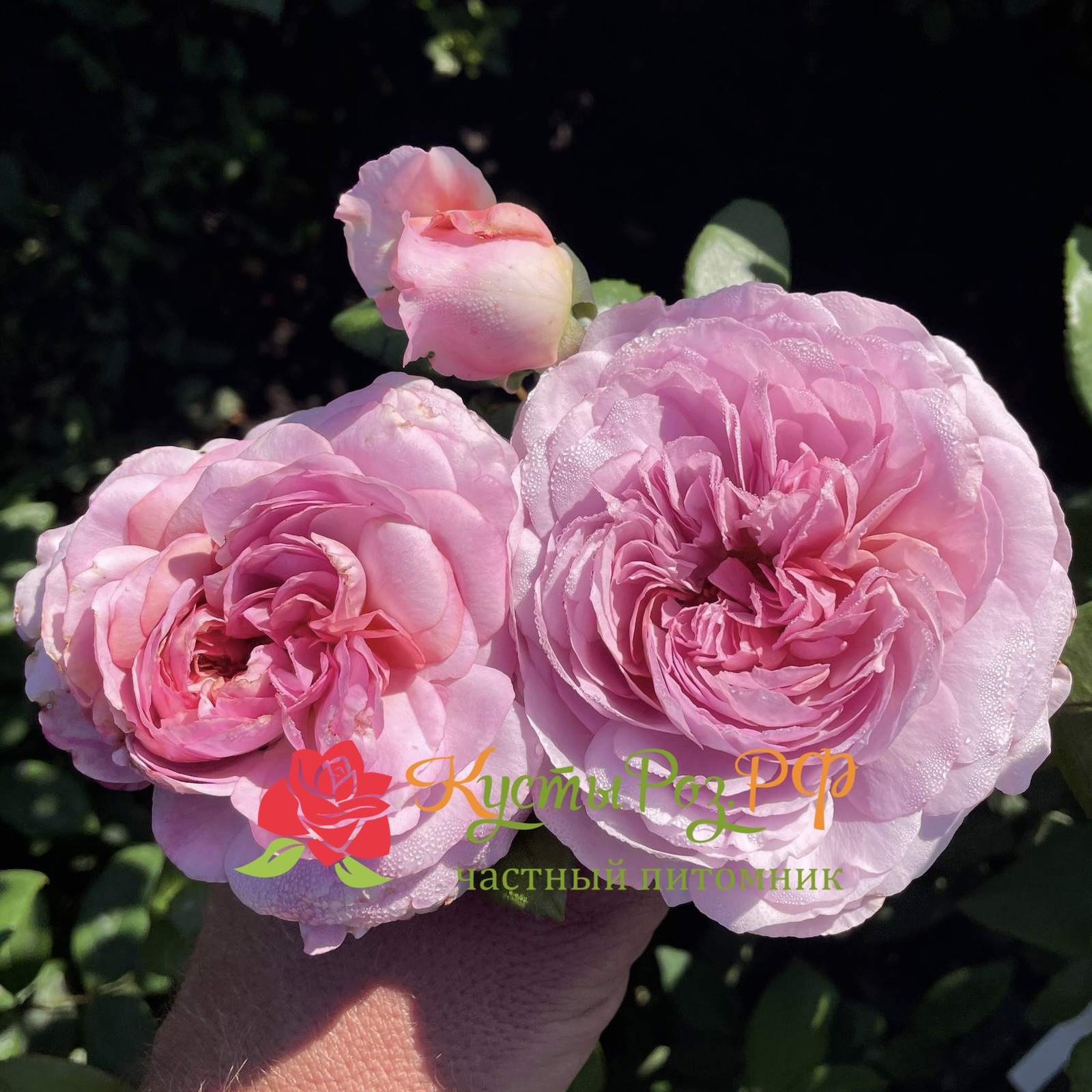 Зе Прайд (The Pride) в Владивостоке