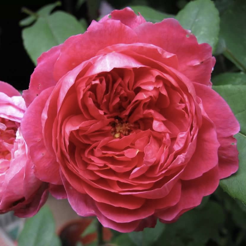 Бенджамин Бриттен в Владивостоке