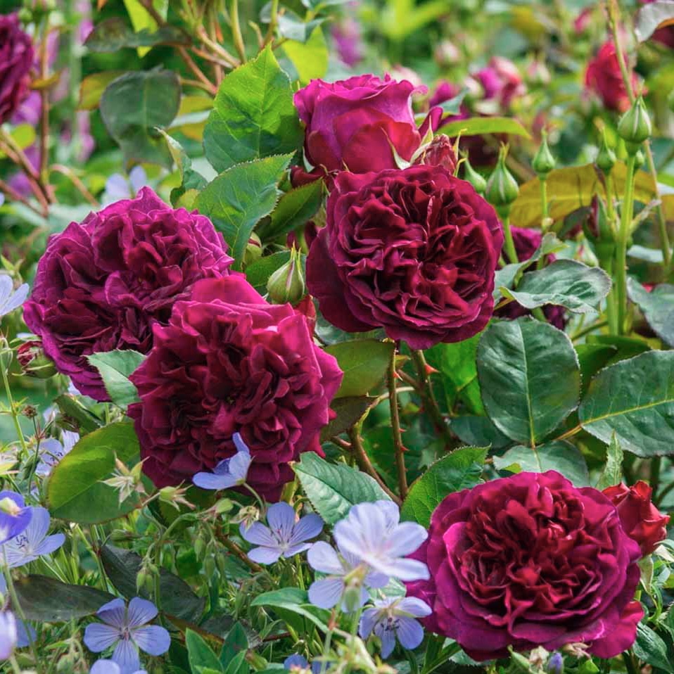 Манстед Вуд в Владивостоке