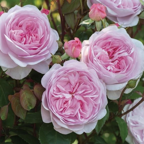 Миранда в Владивостоке