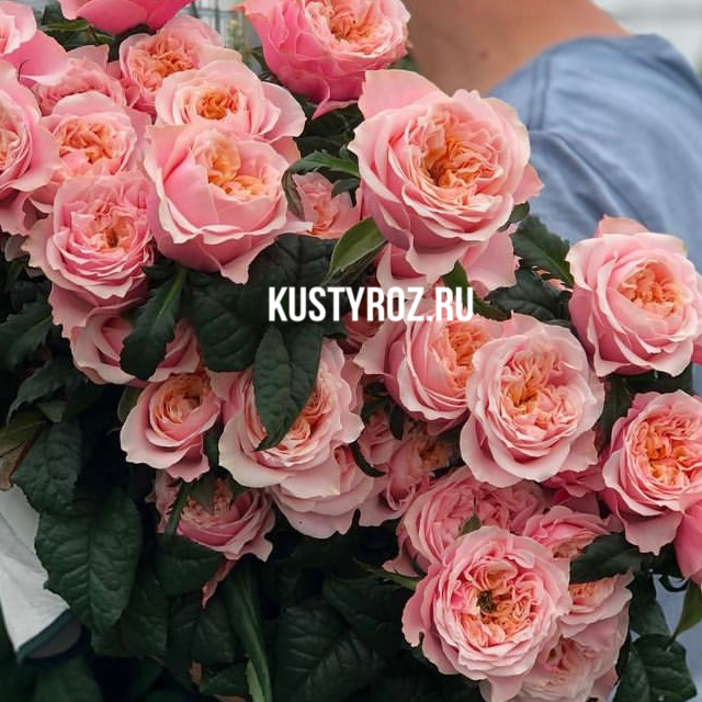 Ноттинг Хилл (Notting Hill) в Владивостоке