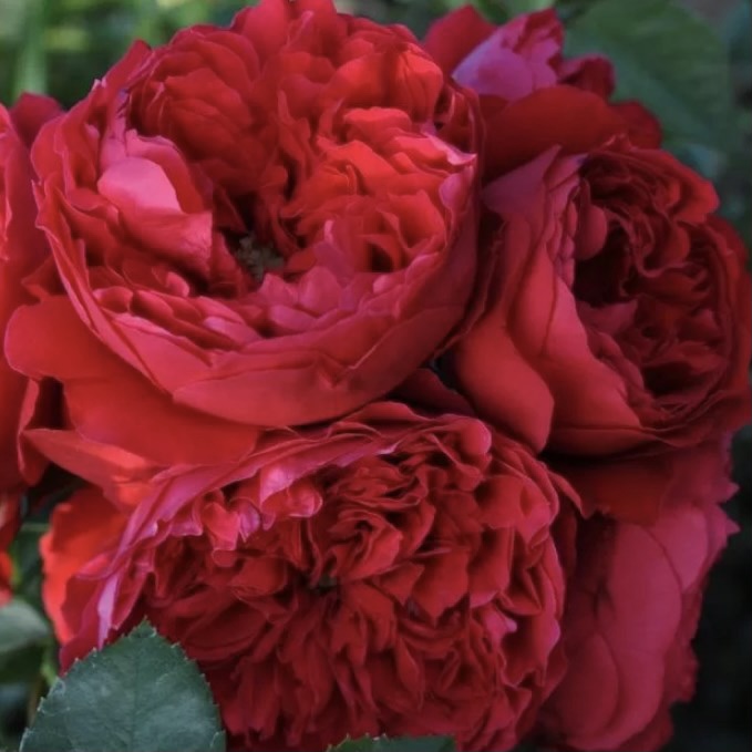 Флорентина в Владивостоке