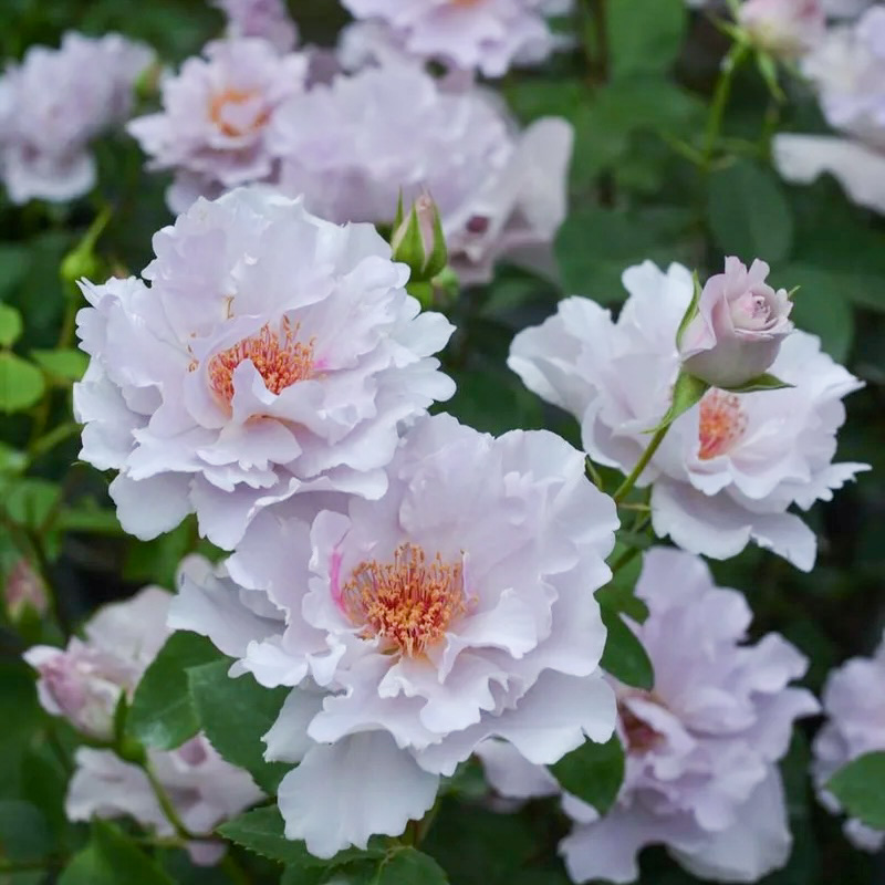 Кутюре роз Тилия в Владивостоке