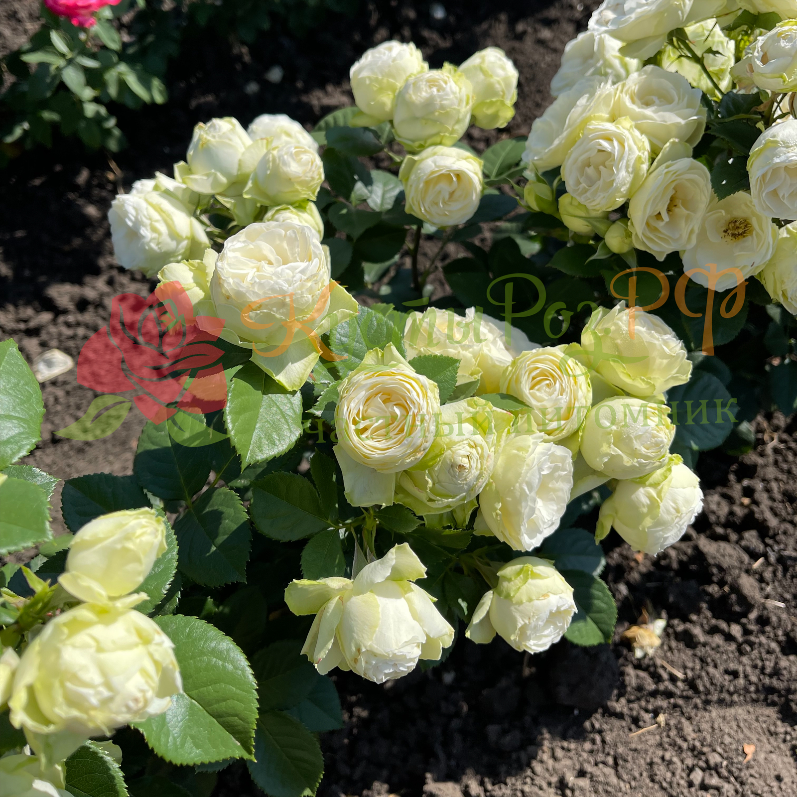 Ванила Лейс (Vanilla Lace) в Владивостоке