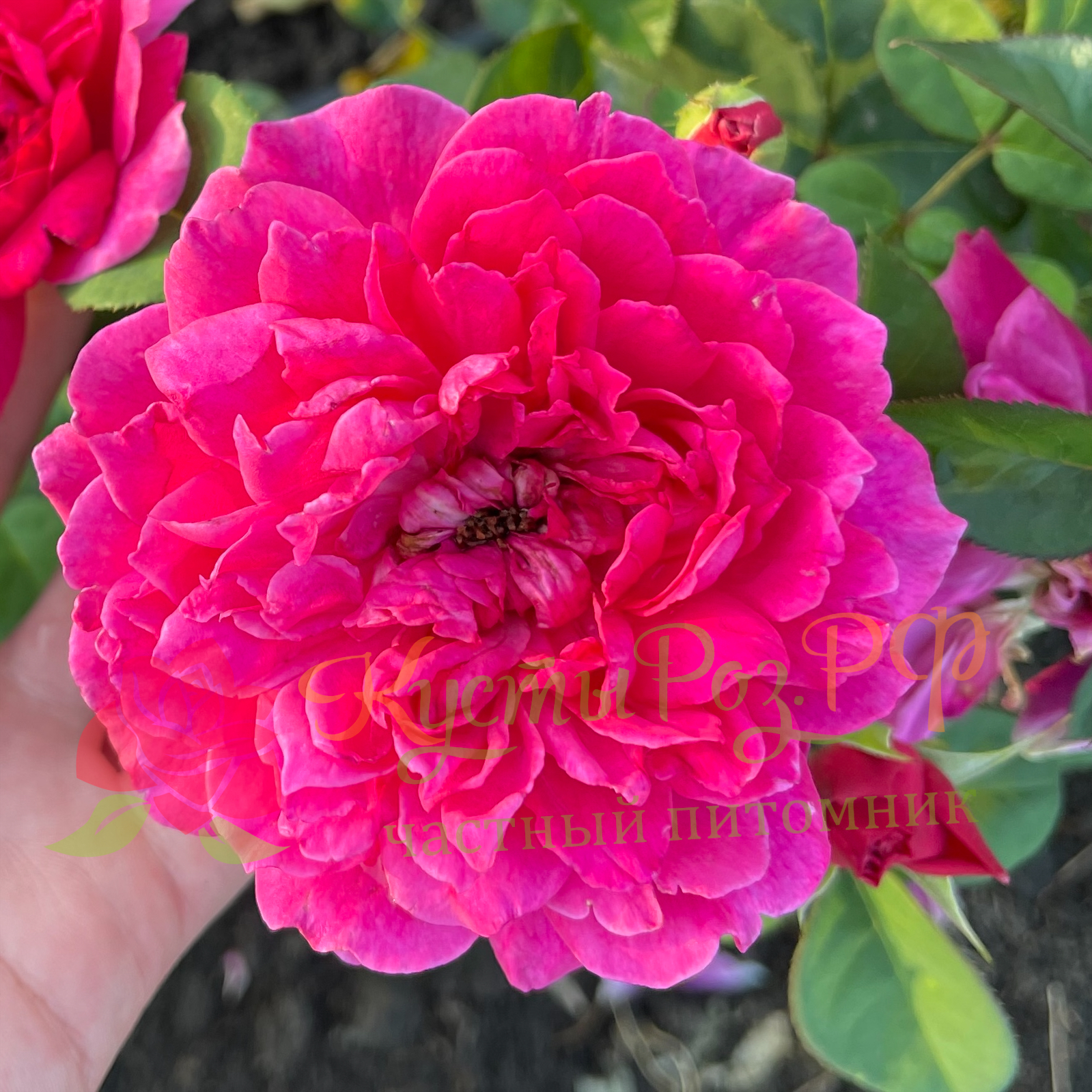 Софи Роуз (Sophy’s Rose) в Владивостоке