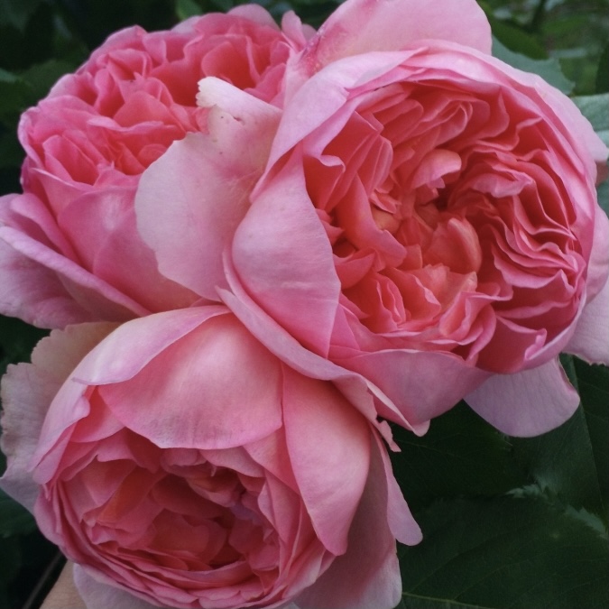 Боскобель в Владивостоке