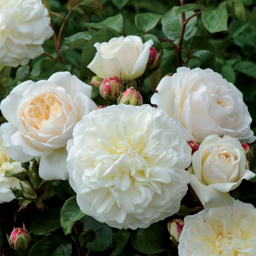 Транквилити (Tranquillity) в Владивостоке