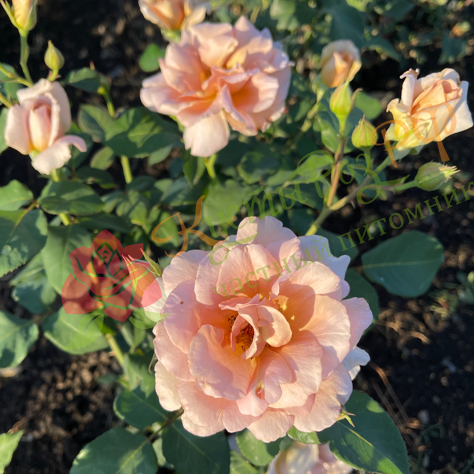 Джулия Роуз (Julia's Rose) в Владивостоке