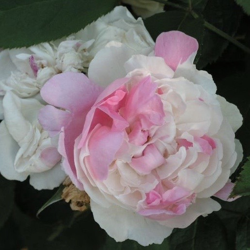 Винчестер Кафедрал (Winchester Cathedral) в Владивостоке