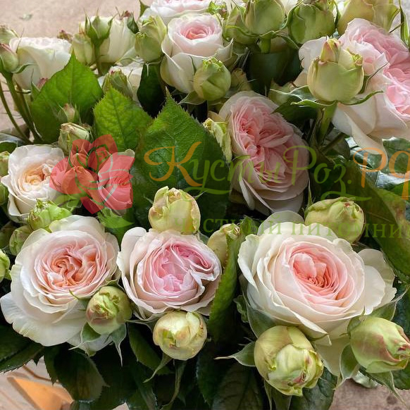 Лорена Саммерхаус (Lorena Summerhouse) в Владивостоке