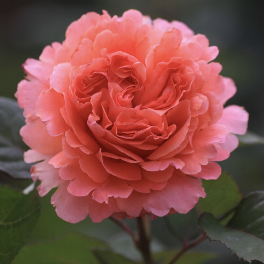 Этруска (Etrusca) в Владивостоке