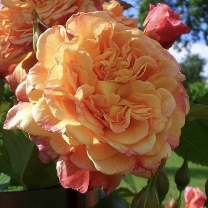 Алоха в Владивостоке